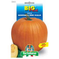 ZUCCA QUINTALE
