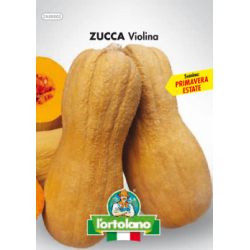 ZUCCA VIOLINA