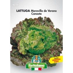 LATTUGA MARAVIGLIA DE VERANO