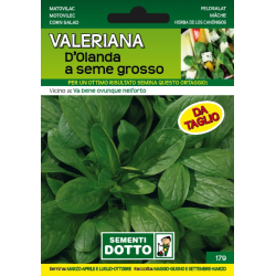 VALERIANA D'OLANDA A SEME...